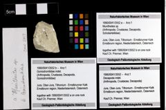 Foto (Objekt + Etiketten) von Munitheites sp. 